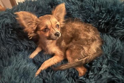 KLEIN TOMMY - Langhaar-Chihuahua - 5 Monate - Tierhilfe-Franken e. V.