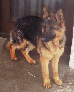 SUCHE EIN LABRADOR WELPE