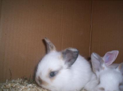Süße Hamsterbabys