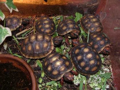 Geochelone carbonaria köhlenbrander schildkröten