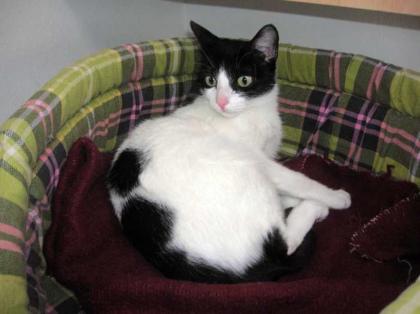 Liebe Katze Frankie sucht ein Zuhause