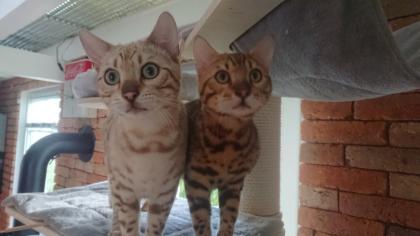 2 Bengalkater Neo und Morpheus 7 Monate