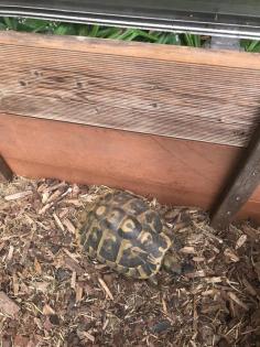 Griechische Landschildkröten 11 Stück Testudo hermanni Zubehör komplett Aufgabe