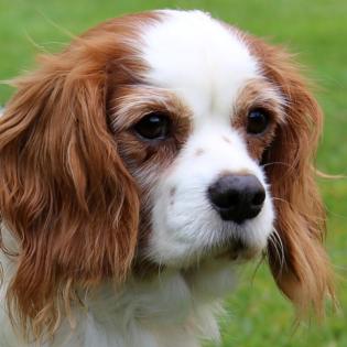 LA - verschmuste Cavalier King Charles Spaniel Hündin - 4 Jahre - Tierhilfe-Fran