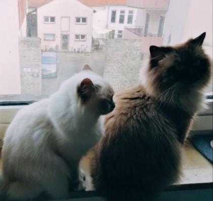 Heilige Birma Kitten lilac weiblich