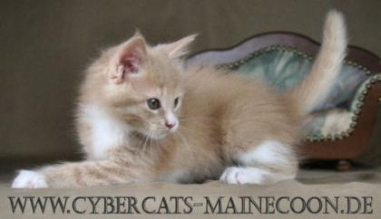 Maine-Coon-Mädchen KELLY cream tabby/white Hamburg
