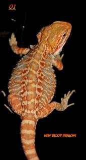 Farbbartagamen Multicolour Leatherbacks Hypos