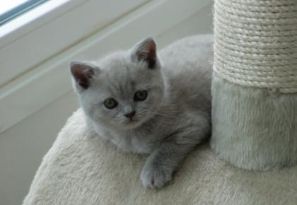 Vier traumhaft schöne typvolle Britisch Kurzhaar Bärchen BKH Kitten