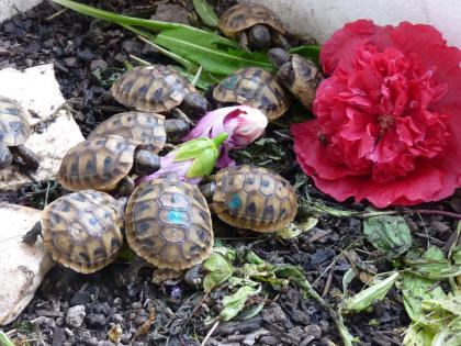 Landschildkröte - Babys NZ 2021