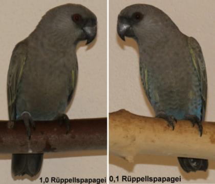 1 1 Rüppellspapageien Paar