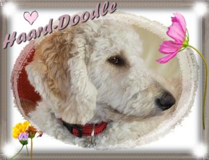 WURFPLANUNG Sommer 2022 Labradoodle / Goldendoodle