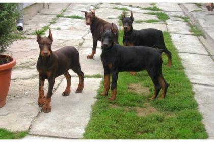 Rassestandart Dobermannwelpen