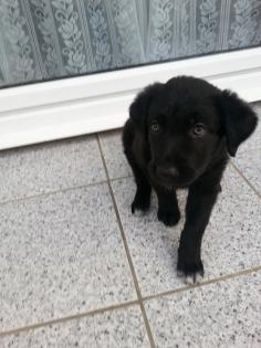 Wunderschöne Mischlingswelpen Vater Rottweiler / Mutter Kanadischer Schäferhund