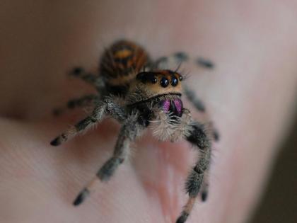 Florida Springspinnen Phidippus Regius