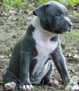 American Pitbull Terrier