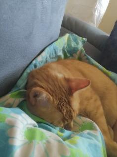 Kater kastriert