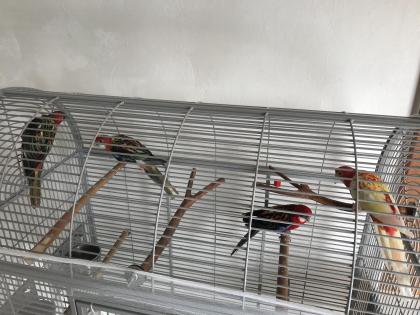 Schöne bunte vier Rosella Sittiche
