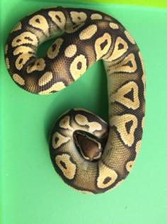 1. 0 Python Regius Pastel Mojave 100 het. Piebald het. Ghost / 0. 1 Python Regius