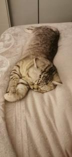BKH Scottisch Fold Kitten