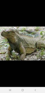BIETE Nashornleguan Männlich