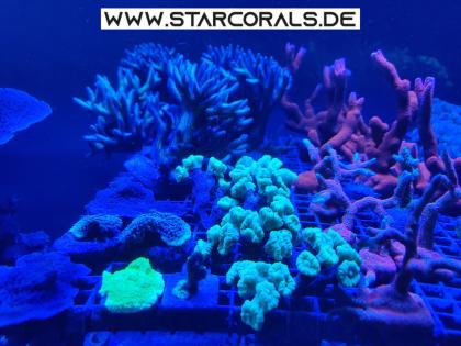 Korallen SPS LPS aus eigener Nachzucht zu verkaufen