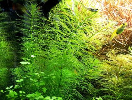 Guyana Tausendblatt Bündel Aquarienpflanzen Versand/ Abholung