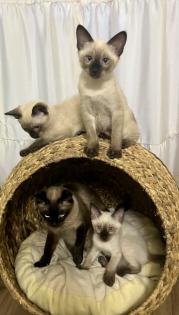 Schöne Babys Mekong bobtail