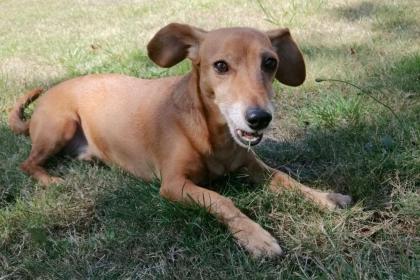 BOMMEL - liebenswerter Dackel-Pinscher-Mix - 10 Jahre - Tierhilfe-Franken e. V.