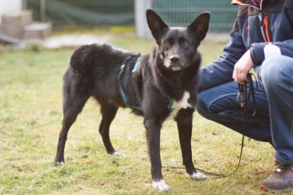 MOBBY - lieber und intelligenter Mischling - 2 Jahre - Tierhilfe-Franken e. V.