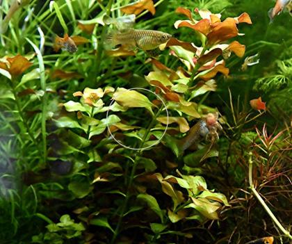Bunte Ludwigie Mesakana Bündel Wasserpflanzen Versand/ Abholung