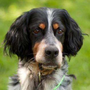 ARCHIBALD - Cocker-Setter Mix - 5 Jahre - Tierhilfe-Franken e. V.