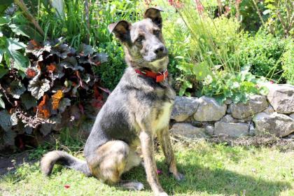 HARDY - liebenswerter Schäfer-Mix - 3 Jahre - Tierhilfe-Franken e. V.