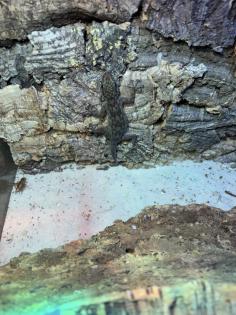 2 Fächerfinger Geckos