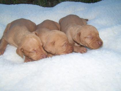 Magyar Vizsla Ungarischer Vorstehhund Welpen zu verkaufen in Ungarn in der Nä