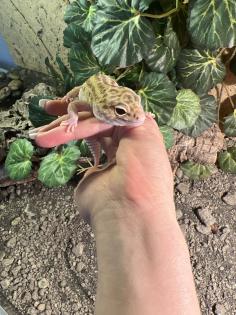 Leopardgeckos 2 Stück