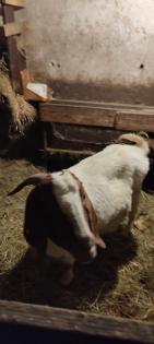 Burenziegen 1Bock 1 tragende Ziege