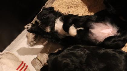 Reinrassige Tibet TerrierWelpen mit Papieren