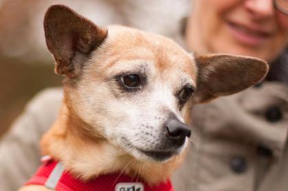 DUNA - liebenswert - Mischling - 11 Jahre - Tierhilfe-Franken e. V.