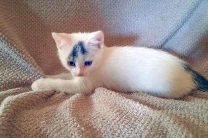 ZWERG BETTY - europäische Kurzhaarkatze - 12 Wochen - Tierhilfe-Franken e. V.