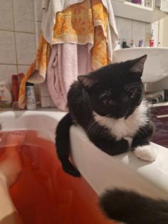 Suche schönen deckkater