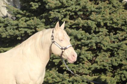 AQHA Cremello Deckhengst