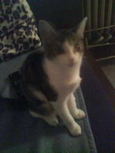 Deckkater gesucht