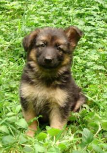 Altdeutsche Schäferhundwelpen Havanna