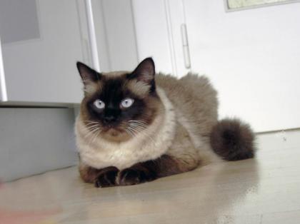 Deckkater der Rasse Ragdoll deckt Katzen aller Rassen auch Hauskatzen