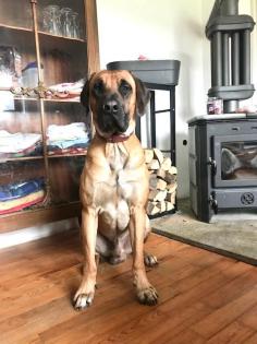 Reinrassige Rhodesian Ridgeback Welpen - Wurfankündigung
