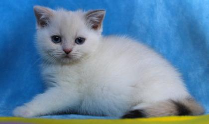 Britisch Kurzhaar Mädchen mit blauen Augen