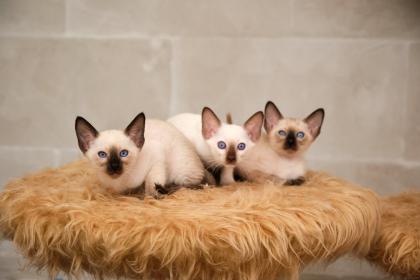 Siamkitten von unserer THAIMAHAL ENGEL in den Farben seal point und chocolate point
