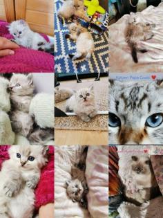 Heilige Birma Kitten