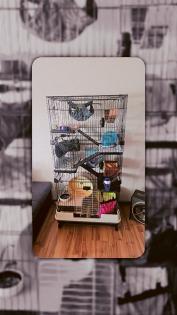 Chinchilla Pärchen