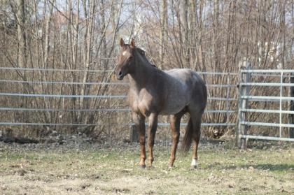 American Quarter Horse Deckhengst